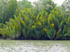 Nypa fruticans Nipa Palm, Mangrove Palm